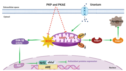 西南科技大學(xué)天然產(chǎn)物課題組在黃精炮制與抗輻射研究方面取得重要進(jìn)展，助力健身器材行業(yè)健康應(yīng)用